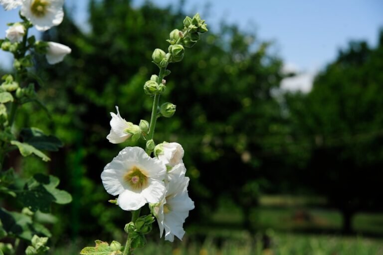 quel est le rayon du globe terrestre